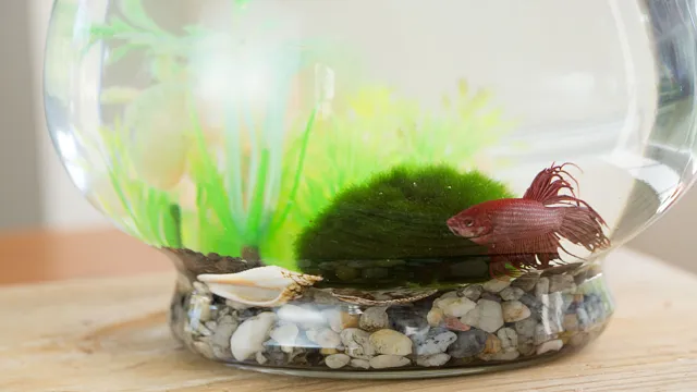 how to add moss ball to aquarium