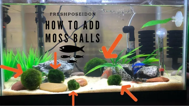 How to Add Moss Ball to Aquarium: Tips for A Healthier and More Vibrant Underwater Environment