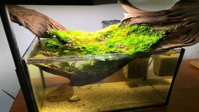 how to add moss to your wood in aquarium