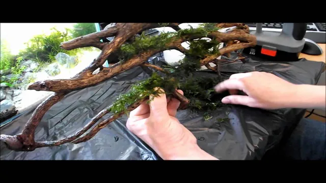 How to Add Moss to Your Wood in Aquarium: The Ultimate Guide to Natural Aquascape