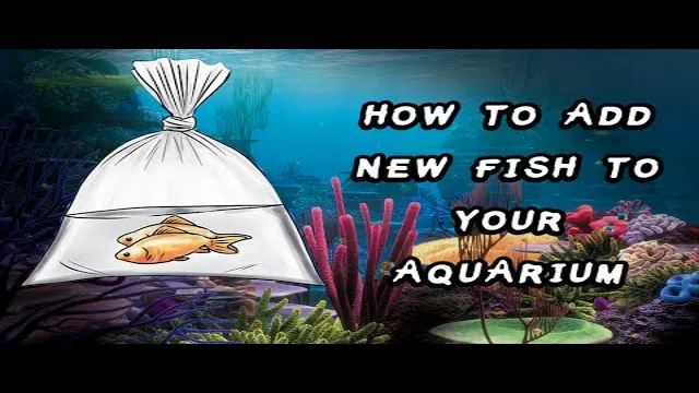 how to add new fish to aquarium