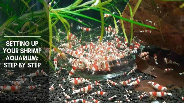 how to add new shrimp to aquarium