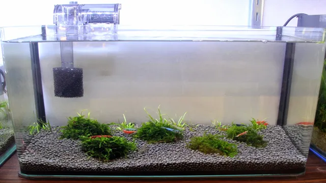 How to Add New Shrimp to Aquarium: A Step-by-Step Guide