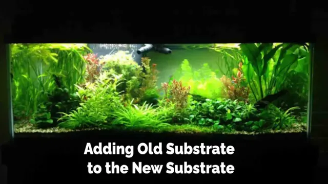 How to Add New Substrate to an Established Aquarium: A Step-by-Step Guide