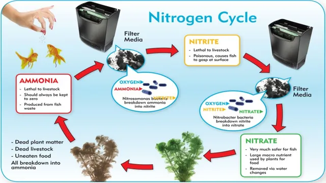 How to Add Nitrogen to Aquarium: A Comprehensive Guide for All Aquarists