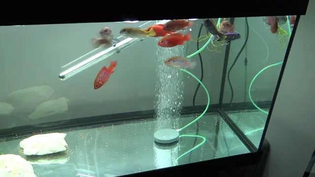 How to add oxygen to aquarium: Tips and Tricks for Optimal Fish Health