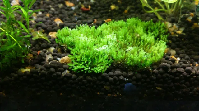 how to add peat moss to aquarium