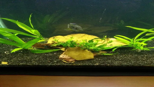 How to Add Peat Moss to Your Aquarium for Improved Water Quality