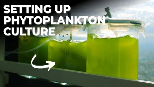 How to Add Phytoplankton to Aquarium: A Comprehensive Guide for Beginners