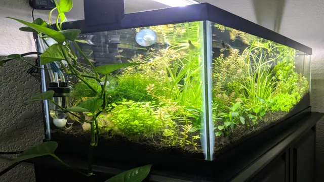 how to add plants to an aquarium