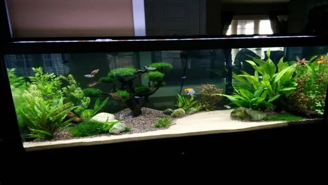 how to add plants to an established aquarium