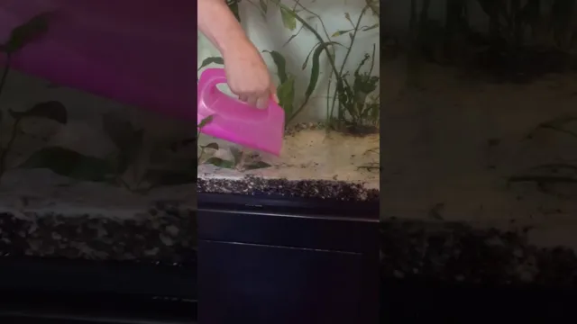 How to Add Sand to an Established Aquarium: A Comprehensive Guide