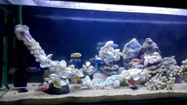 how to add seashells to aquarium