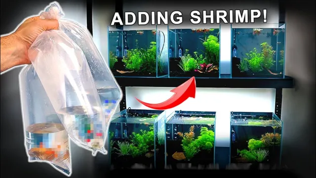 how to add shrimp to a new aquarium