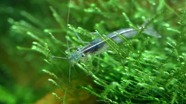 How to Add Shrimp to a New Aquarium: A Beginner’s Guide to Proper Shrimp Introduction