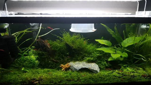 How to Safely Introduce Shrimp to Your CO2 Aquarium: Tips and Tricks