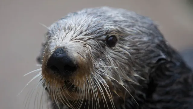 How to Adopt an Animal at Oregon Coast Aquarium: A Guide to Supporting Marine Life Conservation