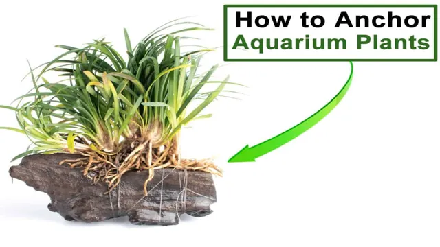 how to anchor aquarium bulb plants