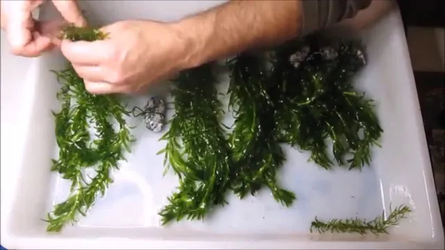 how to anchor aquarium plants