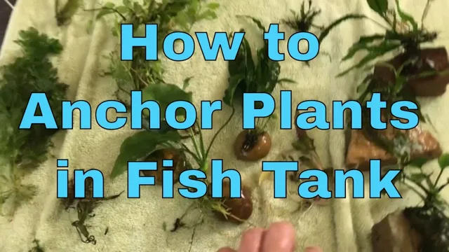 how to anchor floating aquarium plants
