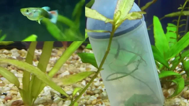 how to anchor live plants in aquarium
