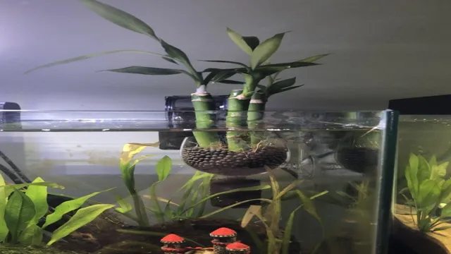 how to anchor lucky bamboo in aquarium