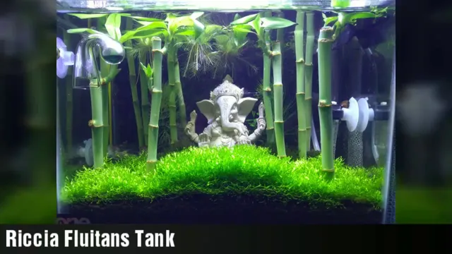 how to anchor lucky bamboo in aquarium