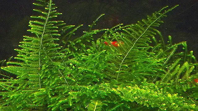 how to anchor moss in aquarium