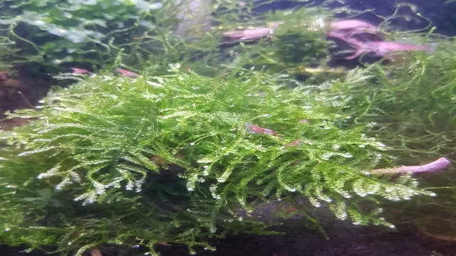 How to Anchor Moss in Aquarium: A Step-by-Step Guide for Healthy Growth