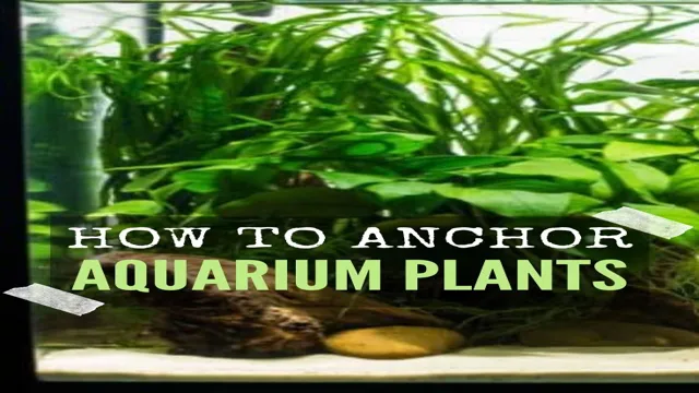 how to anchor plants in aquarium