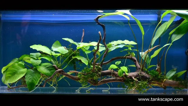 How to Anchor Plants in Aquarium w No Substrate – A Comprehensive Guide