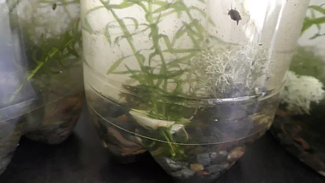 how to anchor stem plants in aquarium