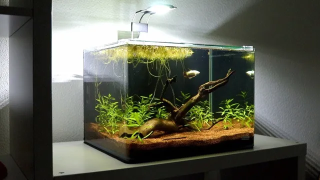 How to Apply Stem into Aquariums: A Beginner’s Guide to Aquatic Planting