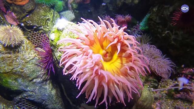 how to aquarium anemone eat