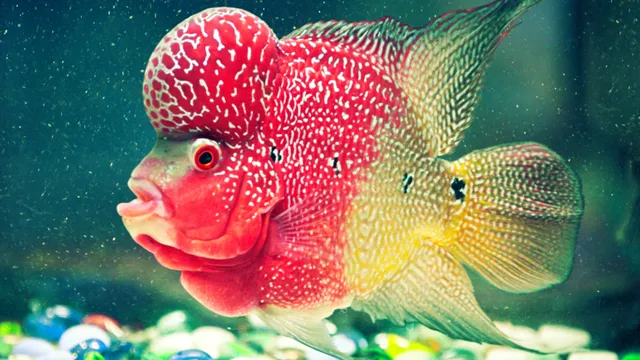how to aquarium fish breeding