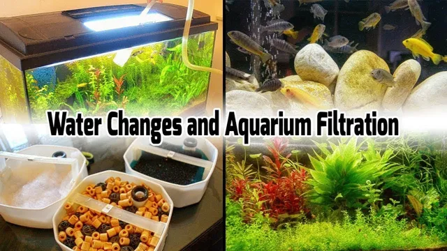 how to aquarium fish care