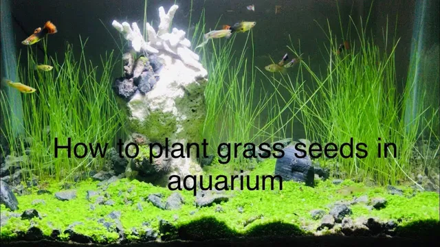 how to aquarium grass in small tob