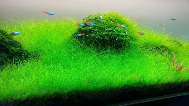 How to Aquarium Grass in Small Tubs: Tips for a Successful Mini Aquatic Garden