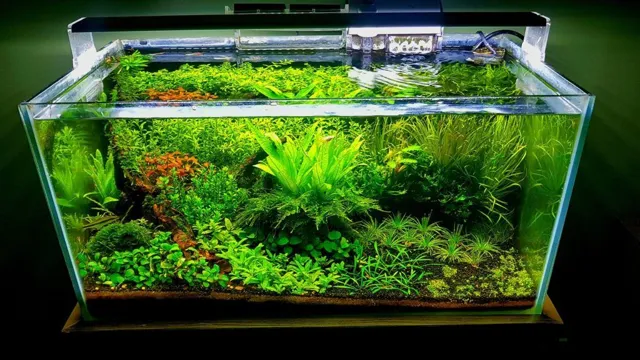 How to Aquascape Planted Aquarium: Expert Tips and Tricks