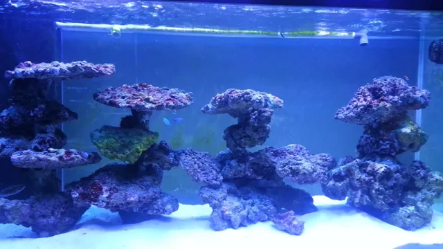 how to aquascape reef aquarium