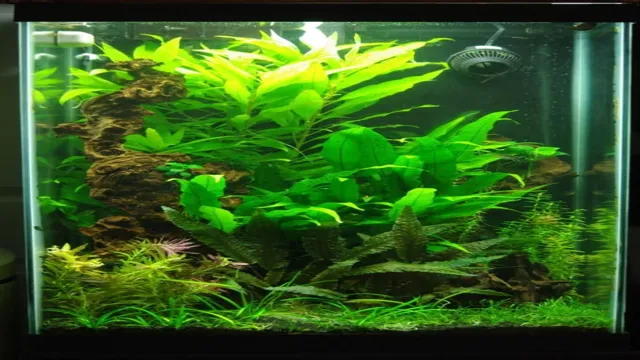 How to Aquascape Tall Aquariums: Tips and Tricks for Creating Stunning Underwater Landscapes.