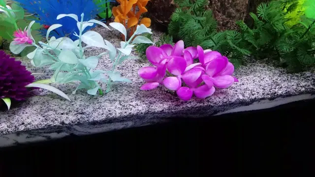 how to arrange plants in aquarium