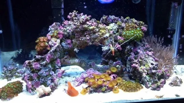 How to Arrange Rocks in a Saltwater Aquarium: Tips and Tricks for a Stunning Aquascape