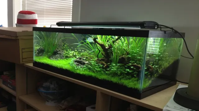 How to Assemble a 20 Gallon Aquarium: A Step-by-Step Guide for Beginners