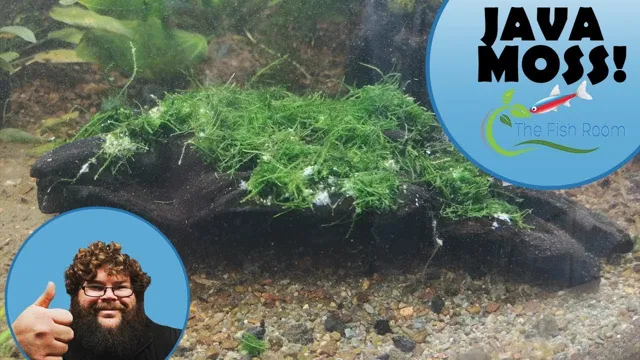 how to attach aquarium moss to driftwood