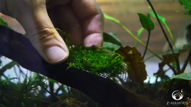 How to Attach Aquarium Moss to Driftwood: A Step-by-Step Guide