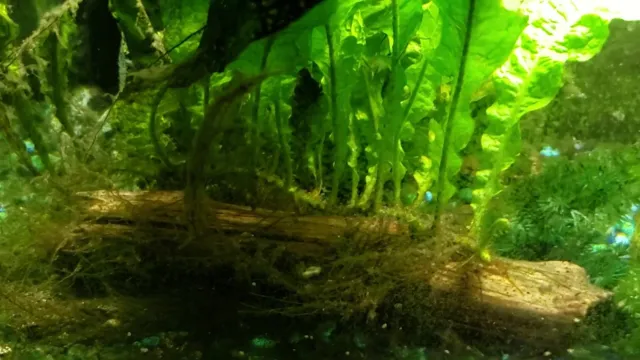 How to Attach Aquarium Plants to Driftwood: Step-by-Step Guide for a Stunning Aquascape