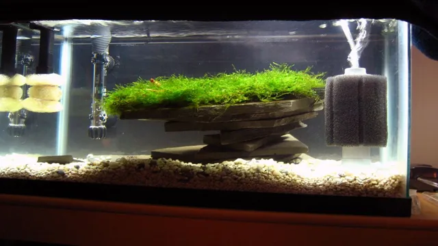 How to Attach Aquarium Plants to Rocks: A Comprehensive Guide for Aquarists