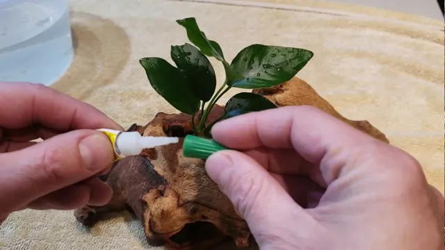 how to attach aquarium plants to wood