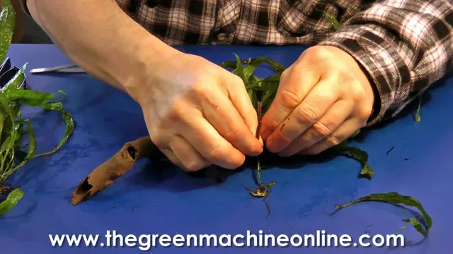 How to Attach Aquarium Plants to Wood: A Quick Guide for a Natural Aquascape Look